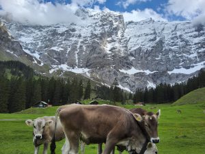 Summertime Photo Challenge